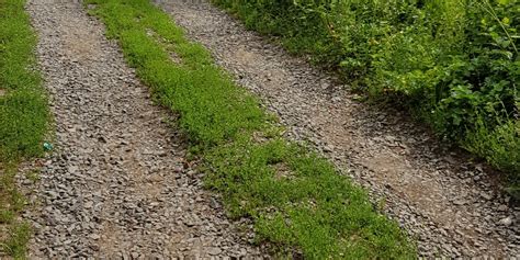 How to Fix a Gravel Driveway Overgrown With Grass – DerivBinary.com