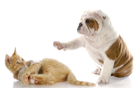 Cute Dog and Cat Wallpaper Free Download