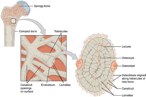 Difference Between Compact and Spongy Bone | Definition, Features, Function