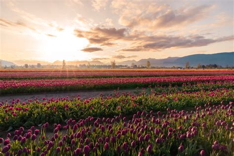 The Best Tulip Fields an hour from Vancouver