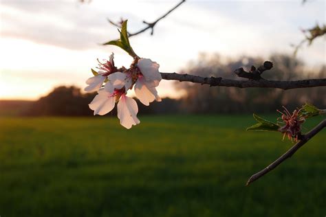 Free Images : spring, almond, trees, sun, sunset, wheat, flower, nature ...