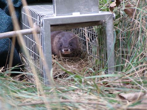 Monitoring the critically endangered European mink – The Vincent Wildlife Trust