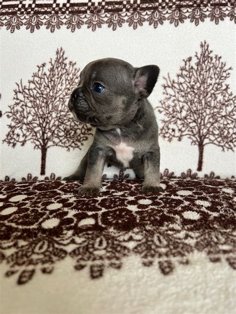 French bulldog puppies | Dogs & Puppies for Rehoming | City of Halifax ...