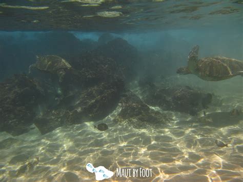 Best Places to see Sea Turtles in Maui for free! - Maui by Foot