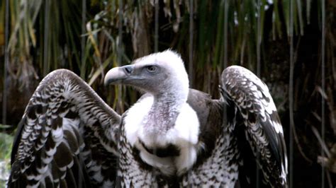 Highest Flying Birds In The World - Ruppell’s Griffon Vulture – 37000 ...