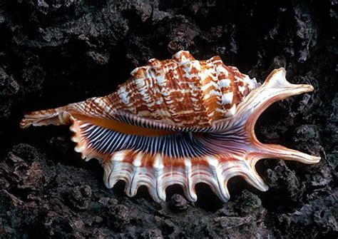 25 Beautiful Images of Seashells - The Photo Argus | Sea shells, Seashells photography, Shells