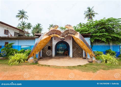 Turtle Sanctuary Centre, Hikkaduwa Editorial Stock Photo - Image of sanctuary, farm: 106784598