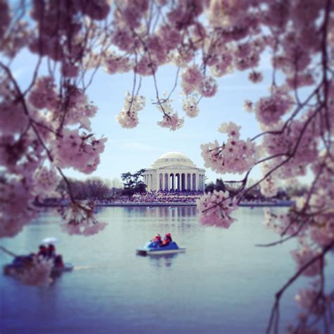 Cherry Blossoms and Jefferson Memorial Washington DC Photograph by ...