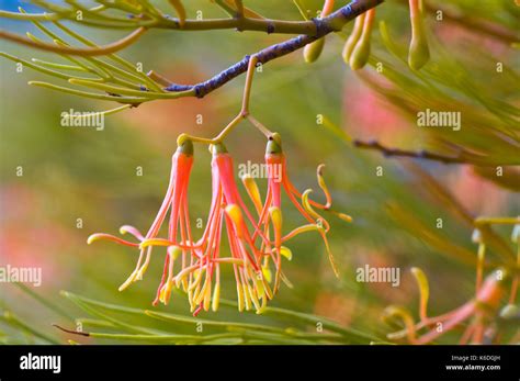 Close up of red Mistletoe flower, this specimen going on an Acacia tree in the Mallee country of ...