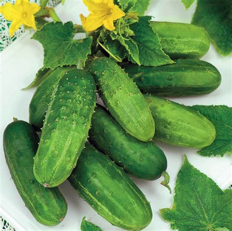 Edys H Gherkin Cucumber Seeds - Vegetable Seeds for sale online ...