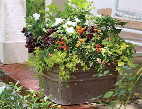 30 Heat-Tolerant Container Gardens for Sweltering Summers