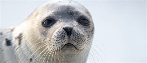 Funny Seal Face