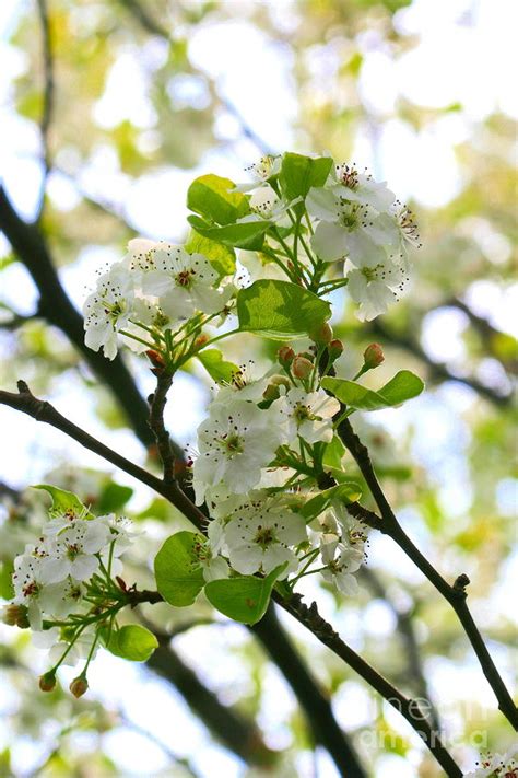 Pear Tree Blossoms Photograph by Angela Rath - Fine Art America