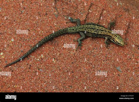 Common lizard UK Stock Photo - Alamy