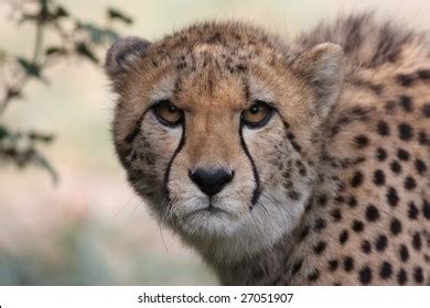 Gepard Eyes Stock Photos and Pictures - 265 Images | Shutterstock