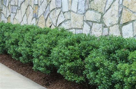 Ilex glabra 'Compacta' Compact Inkberry | Garden Center Marketing