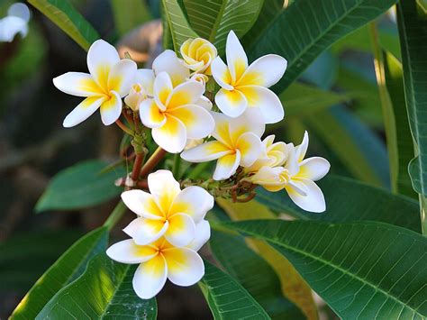 Plumeria wallpaper | 1600x1200 | #78376