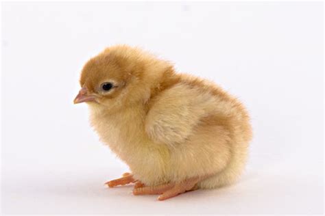 Rhode Island Red Chick