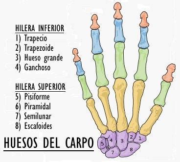 10 ejemplos de huesos cortos y definición - Yavendrás