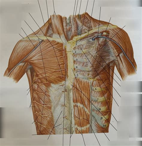 Anterior (External) Thorax Diagram | Quizlet