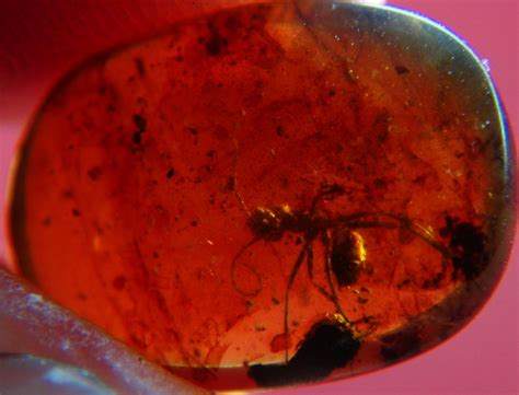 Ant in Amber | extreme Formicidae