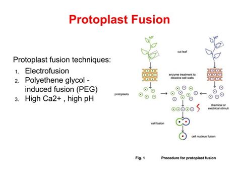 Protoplast Culture