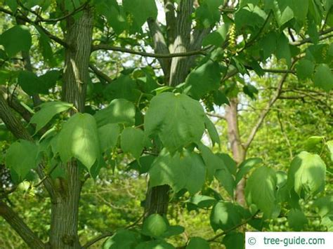 Striped Maple | Acer pensylvanicum