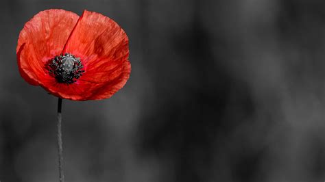 What side to wear poppy for remembrance day Veterans remembrance day