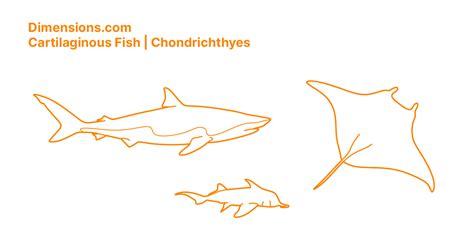 Cartilaginous Fish | Chondrichthyes Dimensions & Drawings | Dimensions.com