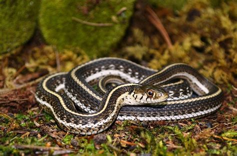 Feds declare New Mexico, Arizona gartersnakes threatened species – Cronkite News