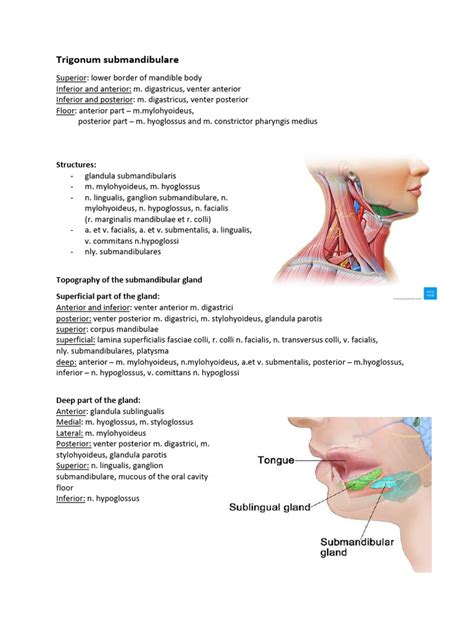 Submandibular Triangle and Lingual Triangles (Blazevic) | PDF | Anatomical Terms Of Location ...