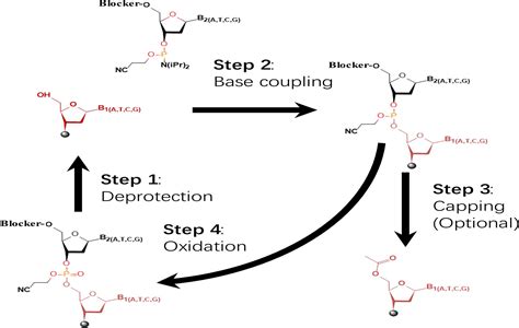 Frontiers | Large-Scale de novo Oligonucleotide Synthesis for Whole ...