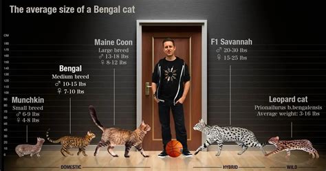 Bengal Cats - Info Guide on Health, Breeds, Size and Buying Guide