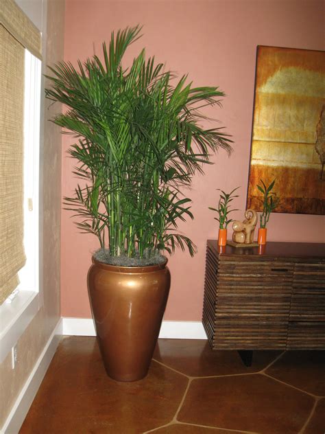 Chamaedorea erumpens, Bamboo palm for residential client. | Bamboo palm indoor, Bamboo palm ...