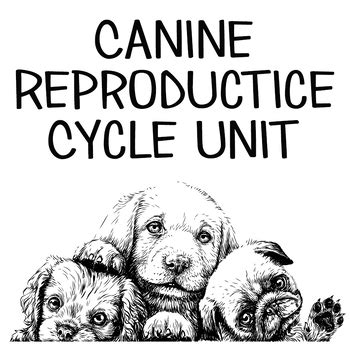 Canine Reproductive Cycle Unit by Kelsey Steinkraus | TPT