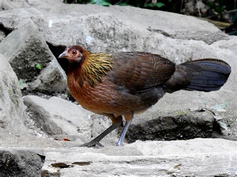 Red Junglefowl - eBird