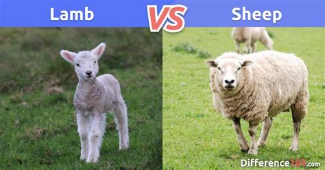 Lamb vs. Sheep: Differences, Pros & Cons, Similarities | Difference 101