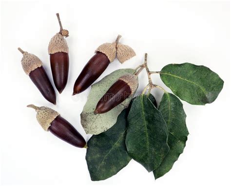 Quercus Ilex Ripe Brown Acorns and Leaves Isolated on White Closeup Stock Photo - Image of ...