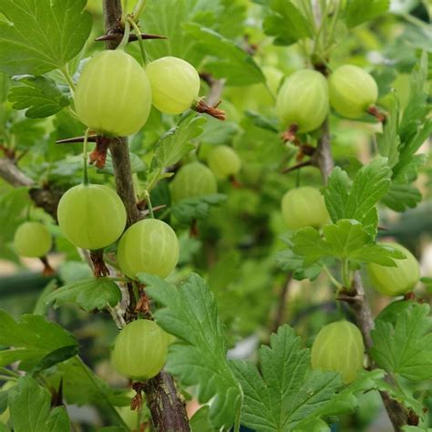 Gooseberry Invicta | Gooseberry Bushes & Plants For Sale