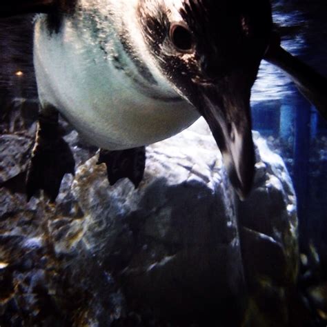 Premium Photo | Underwater view of a penguin swimming