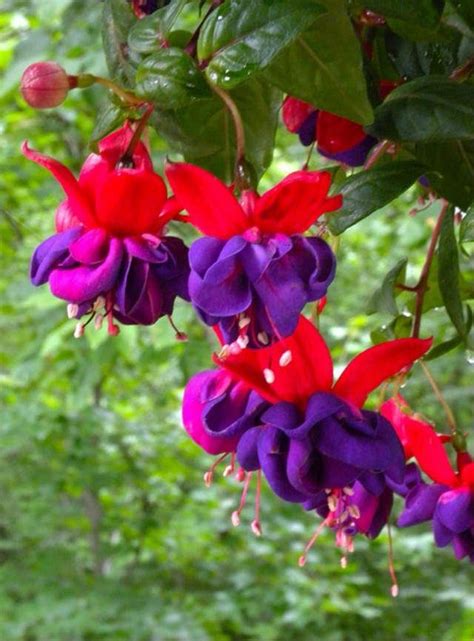 shade flowers zone 5 perennials - Google Search | Blommor