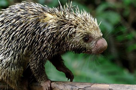 What is Prehensile-tailed porcupine? - Animal Media Foundation