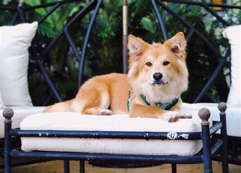 The 29 Best Pet-Friendly Hotels in the U.S. – PureWow