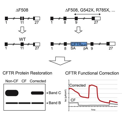 Highly Efficient Gene Editing of Cystic Fibrosis Patient-Derived Airway ...