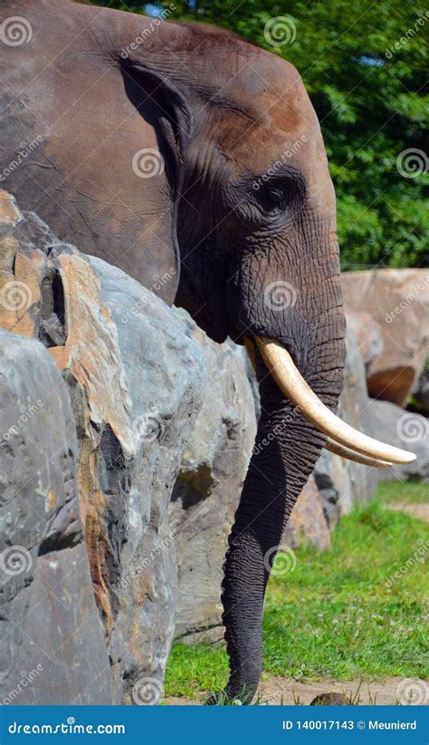 Elephants are Large Mammals of the Family Elephantidae Stock Image - Image of horizontal, family ...