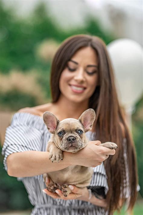 Isabella French Bulldog Breeders | French Bulldog