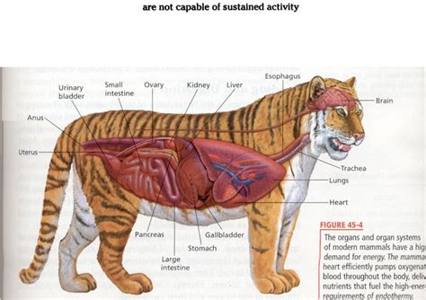 Tiger anatomy | Mammals, Cat anatomy, Animals