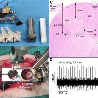 (A) Range of flexion-extension angle of the hock joint in the sagittal ...