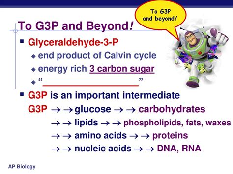 Photosynthesis: The Calvin Cycle Life from Air - ppt download