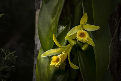 Vanilla planifolia flower | Nature and wildlife image collection